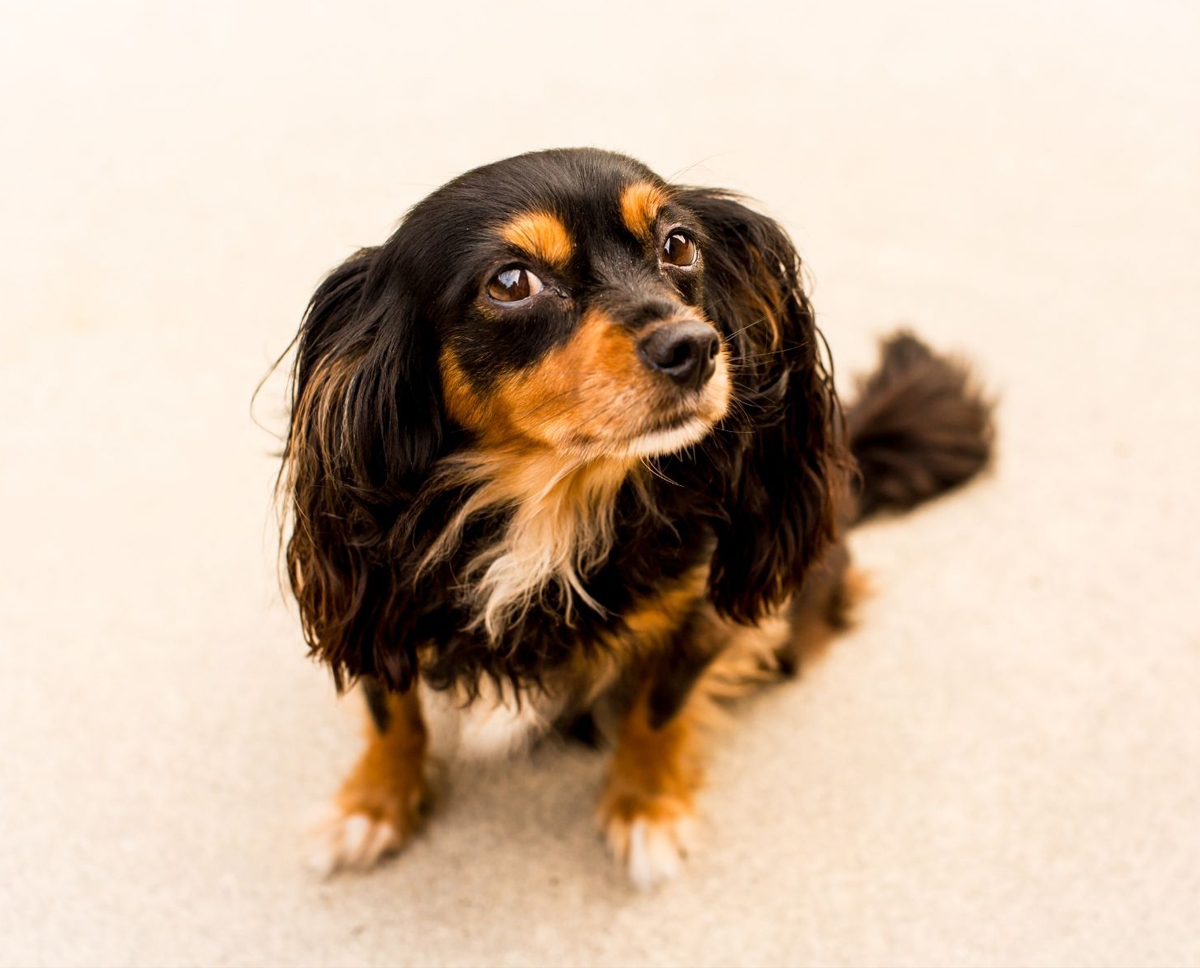 king charles puppy for sale in Singapore