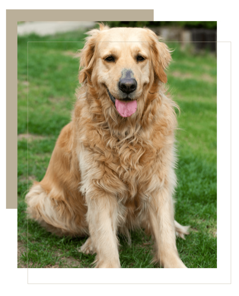 how much is a golden retriever in singapore