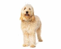 Golden Doodle puppy for sale in Singapore