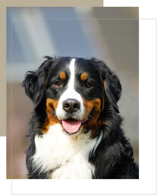 Bernese Mountain for sale at Fifth Avenue Pets