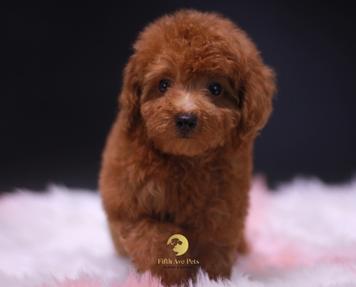 toy poodle 1