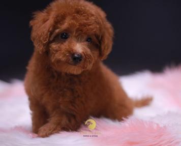 Toy Poodle Fifth Ave Pets