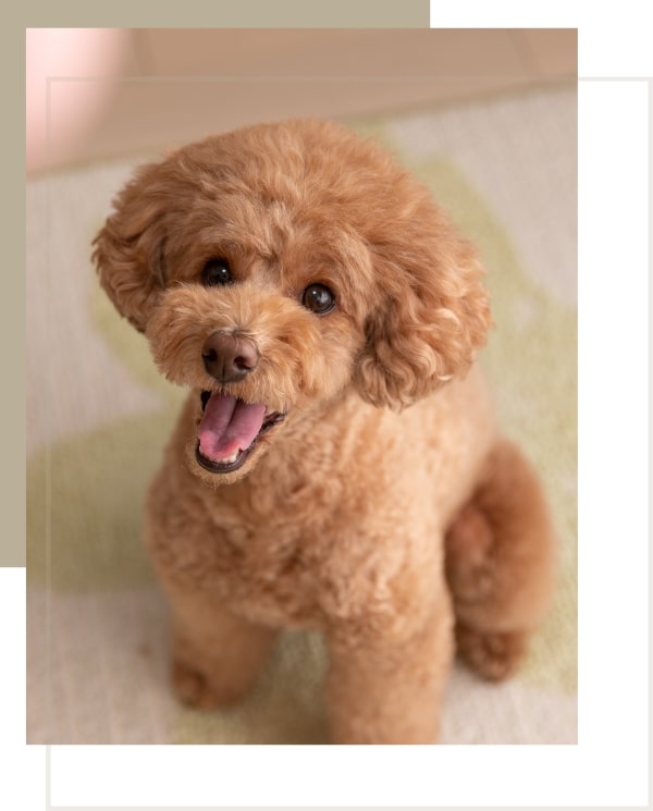 toy poodle in sg