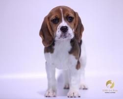 mix breed pet in Singapore - Beagle