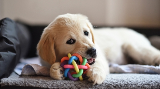 Why Chew Toys Are Important for Dogs