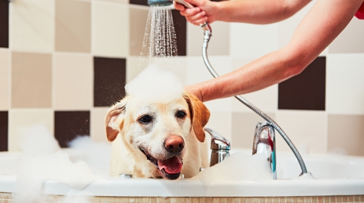 Read more about the article Tips and Tricks when Bathing Your Dog
