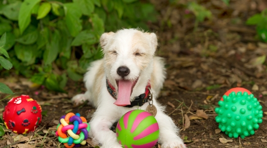 Things to Consider When Getting Toys for Your Puppy