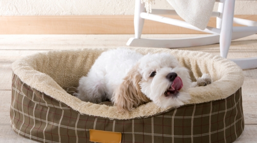 Best bed clearance for a puppy